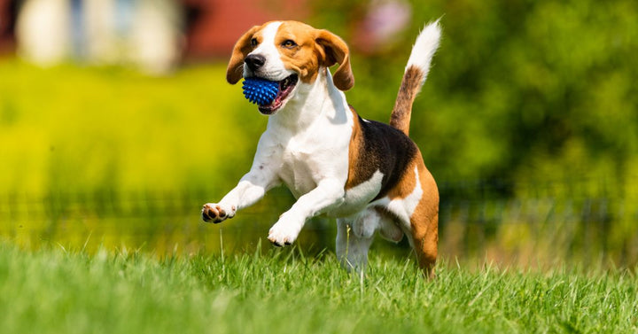 Beagle Dog Runs through Green Meadow