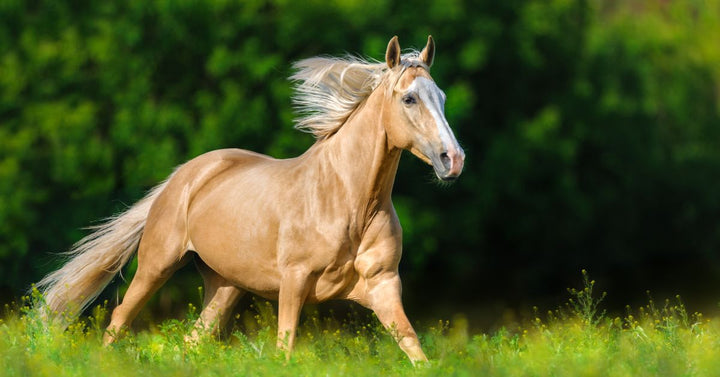 Beautiful palomino horse
