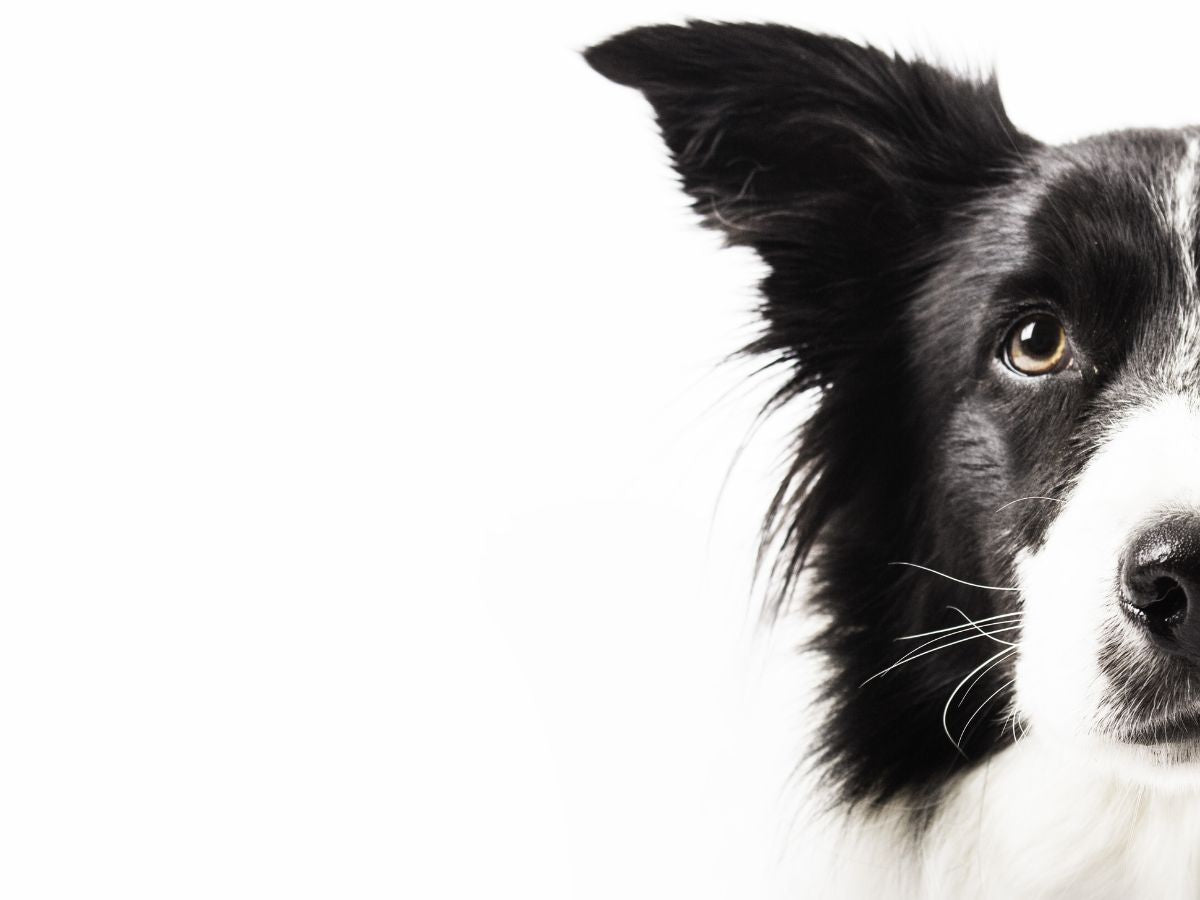 Black and white dog