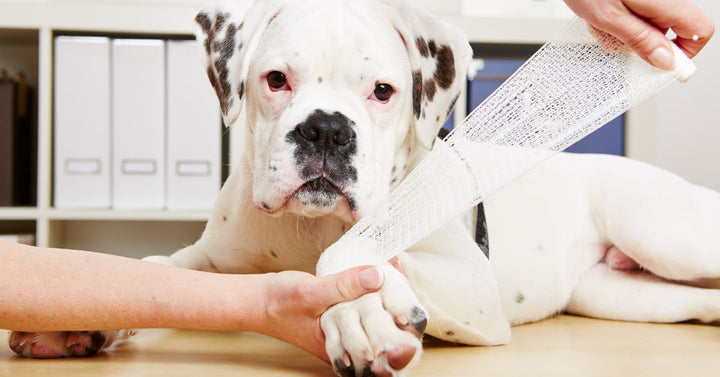 Boxer Dog Getting Bandaged