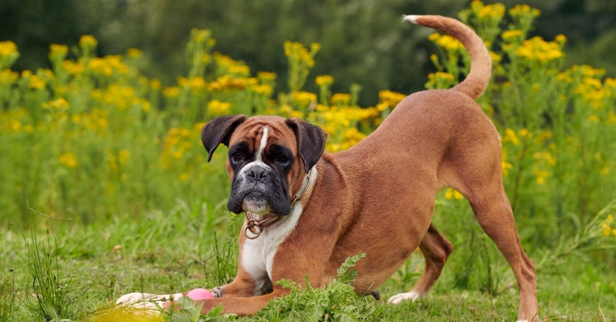 Boxer Dog Playing