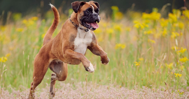 Boxer Dog⁠ jumping