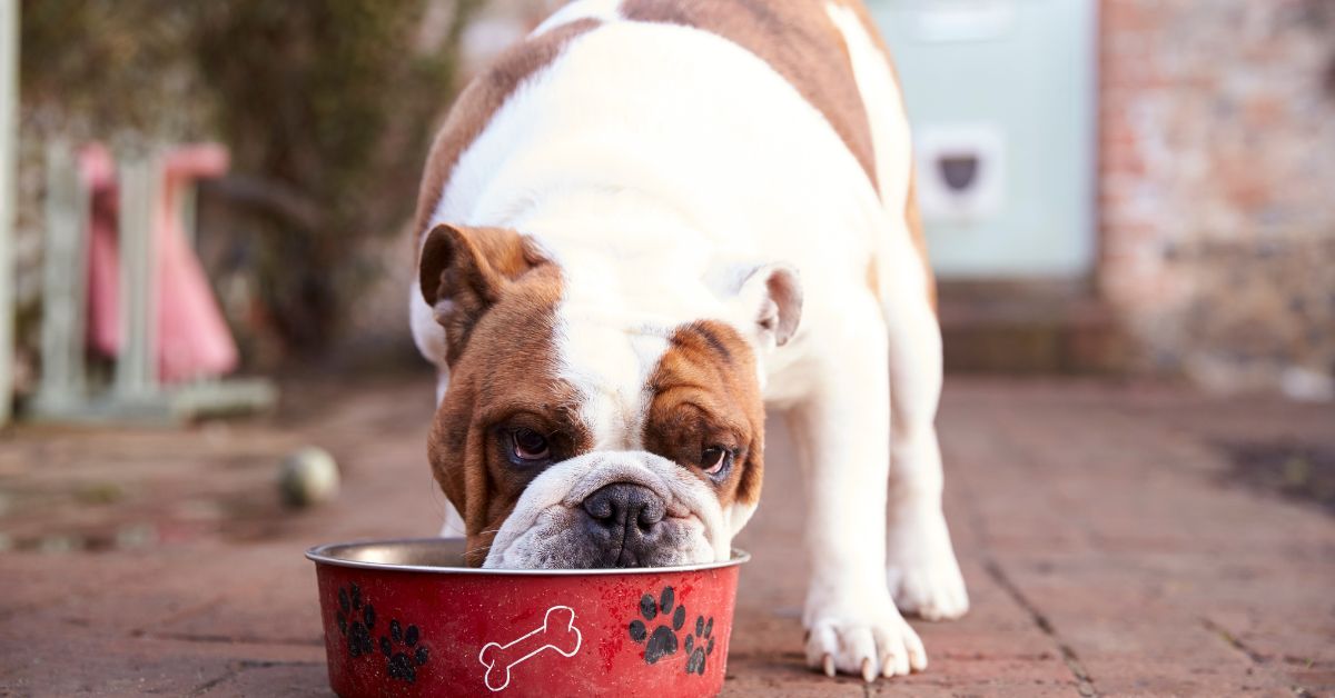Importance Of Proper Nutrition For Dogs - Camelus