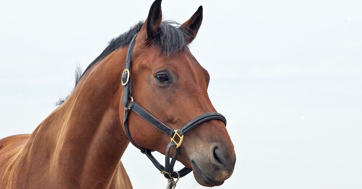 Brown Horse Headashot