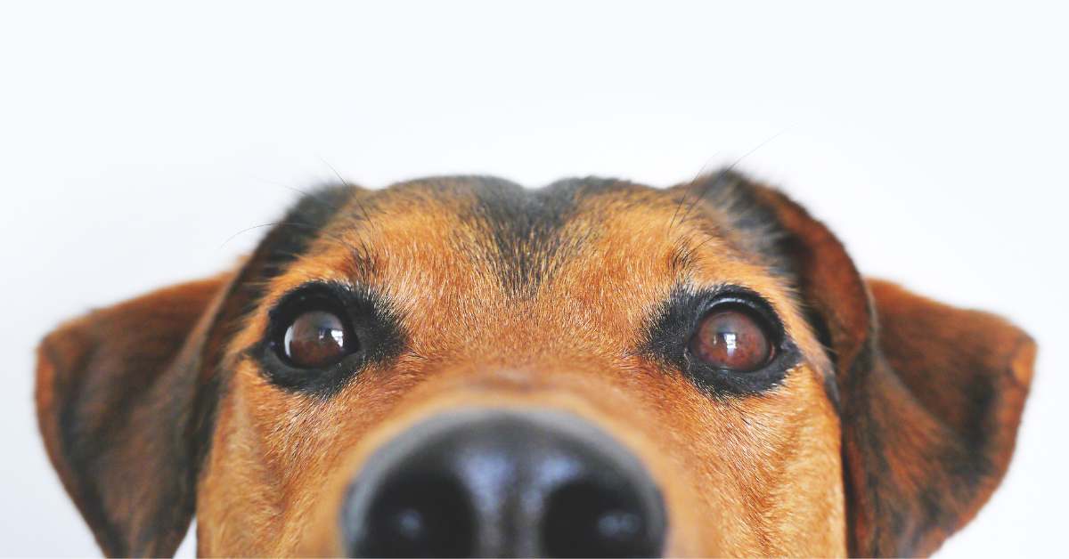 Collagen for Canine Health: Understanding Benefits, Sources, and Applications - Camelus