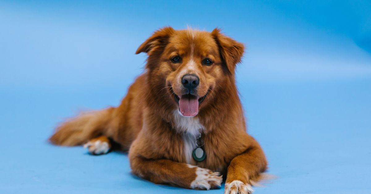 How To Incorporate Nutritional Supplements For Senior Dogs - Camelus