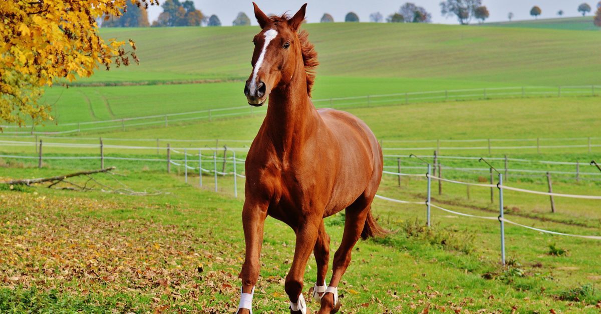 How To Choose Digestive Health Supplements For Horses - Camelus