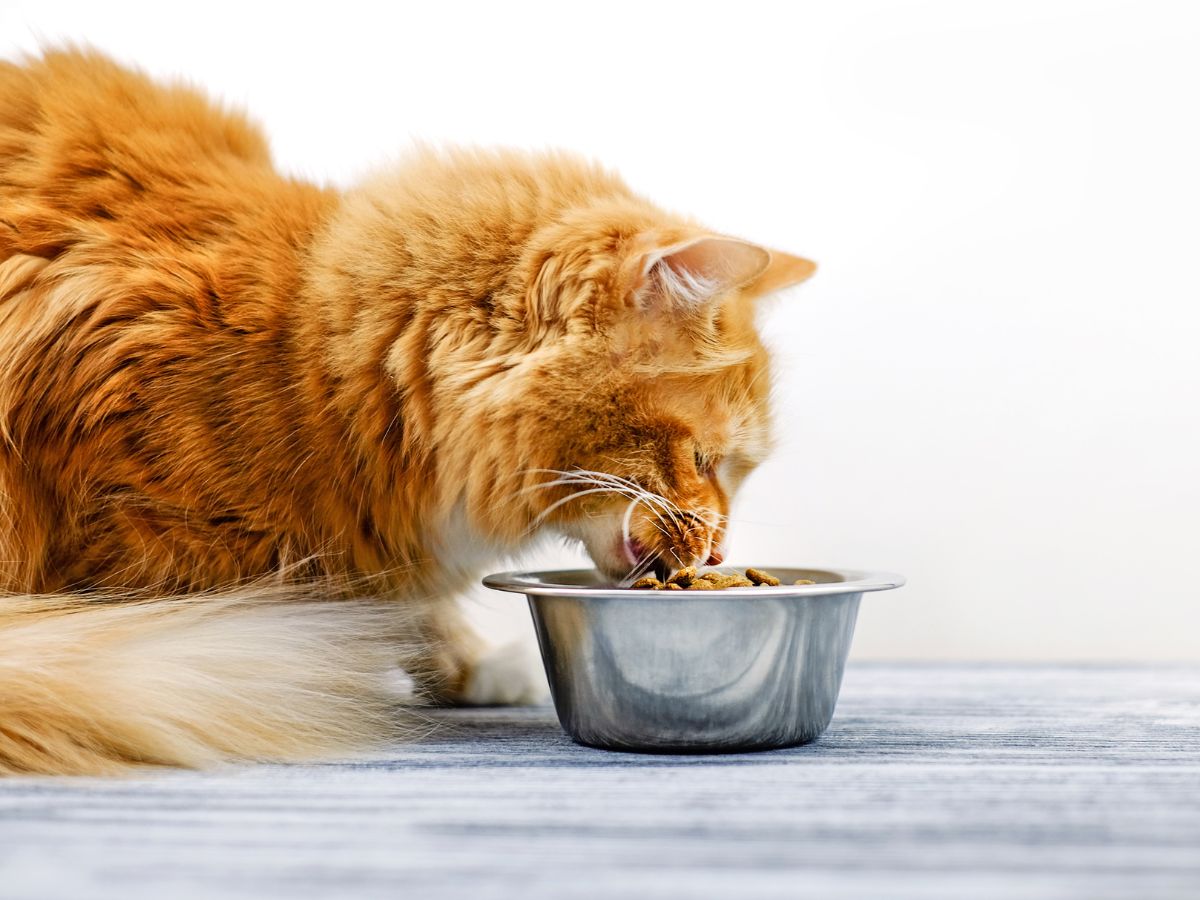 Can I Give My Cat Supplements Everyday? - Camelus