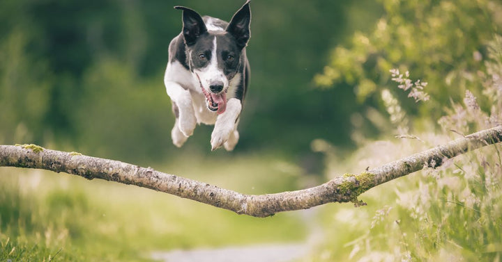 Collie dog jumping