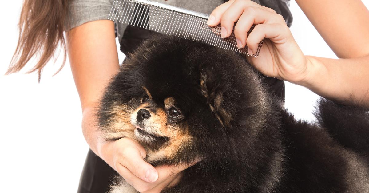 Combing dog fur