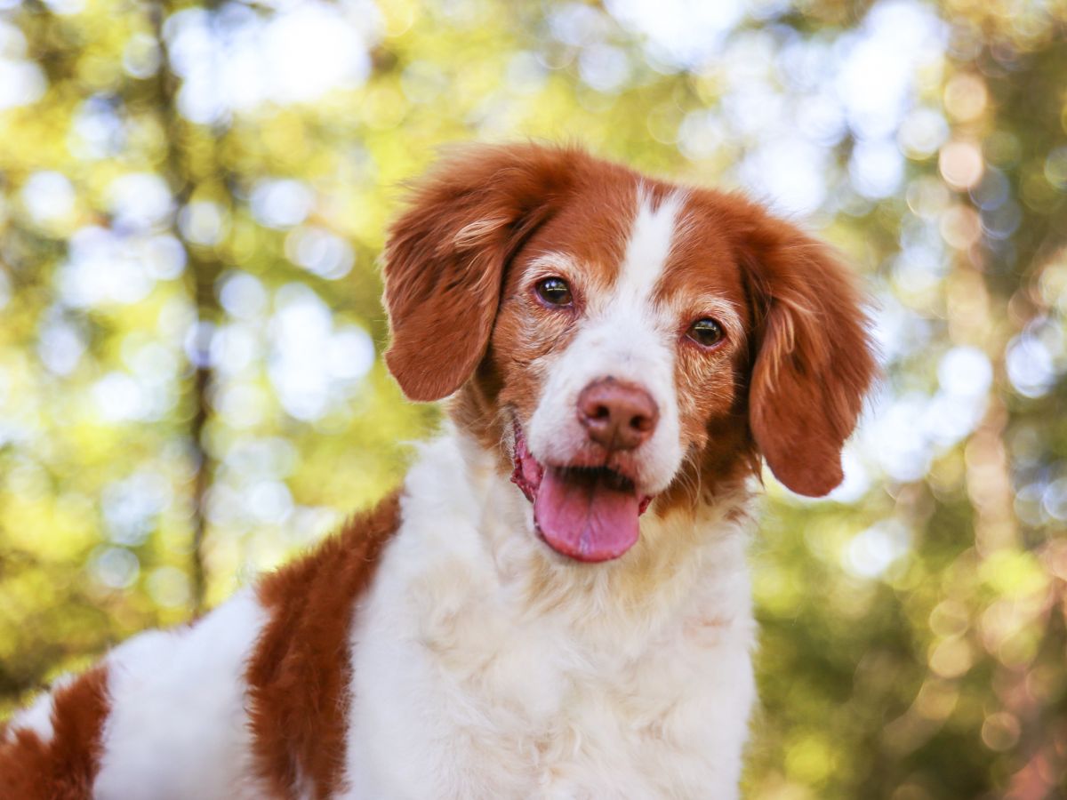 The Top Dog Supplements For Joint Health: Which Ones Are Right For Your Dog? - Camelus