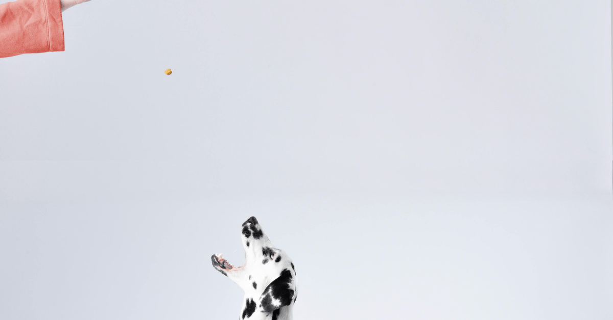 What Are Dog Supplements and How Do They Work? - Camelus