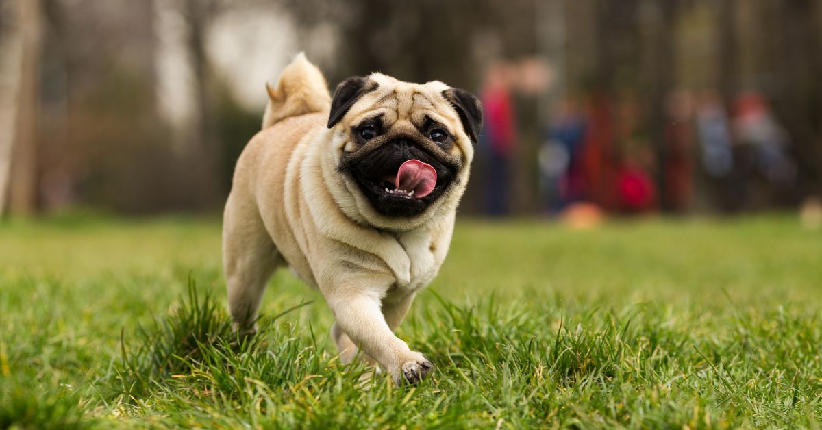 Choosing The Best Dog Supplements: A Guide To High-Quality Products - Camelus