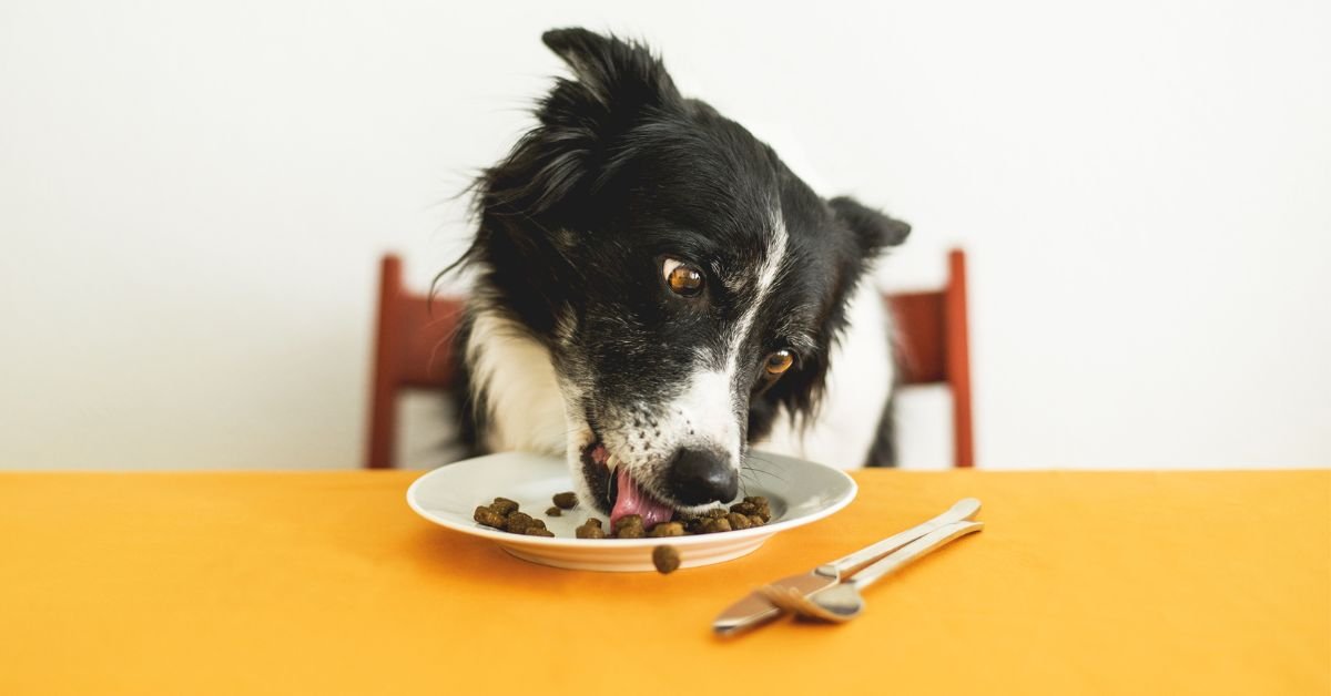 What Supplements Should I Give My Dog And Why? - Camelus