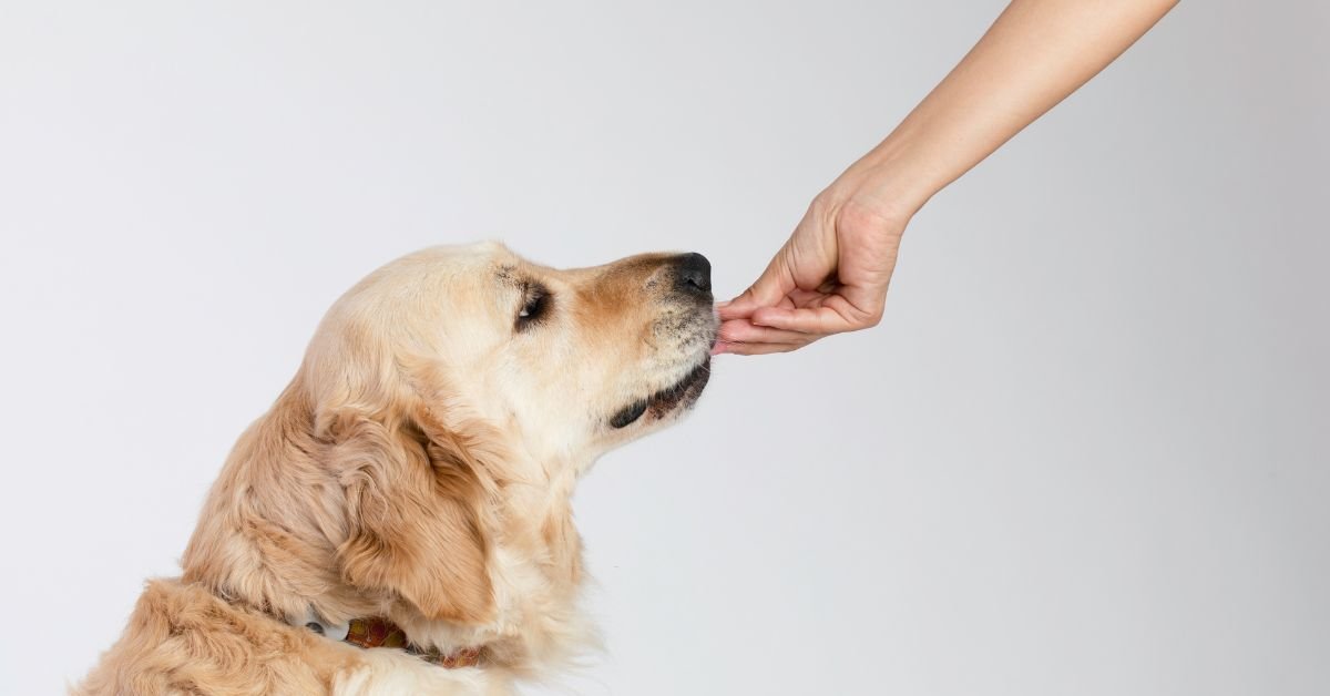 What Vitamins Do I Need To Give My Dog? - Camelus