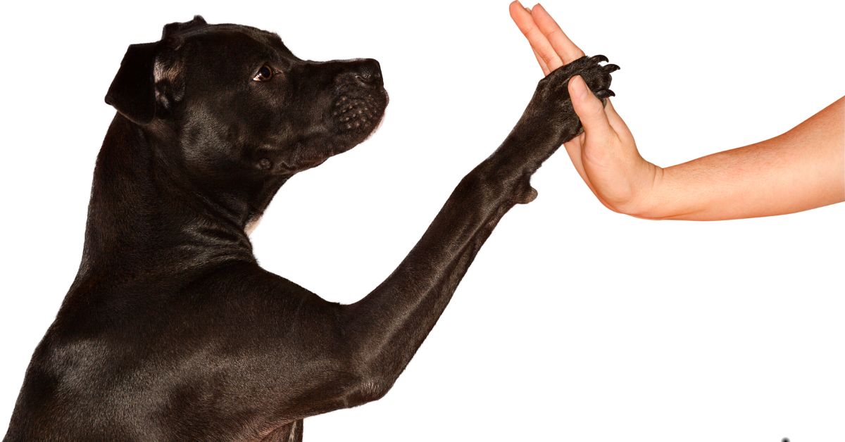 Dog Giving Woman High Five