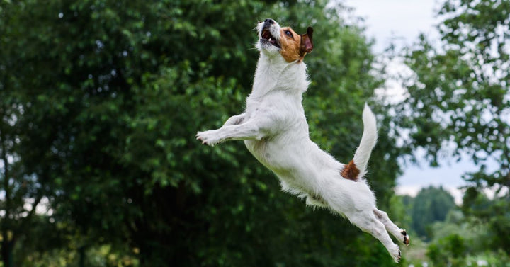 Dog agility: terrier jumping and flying high