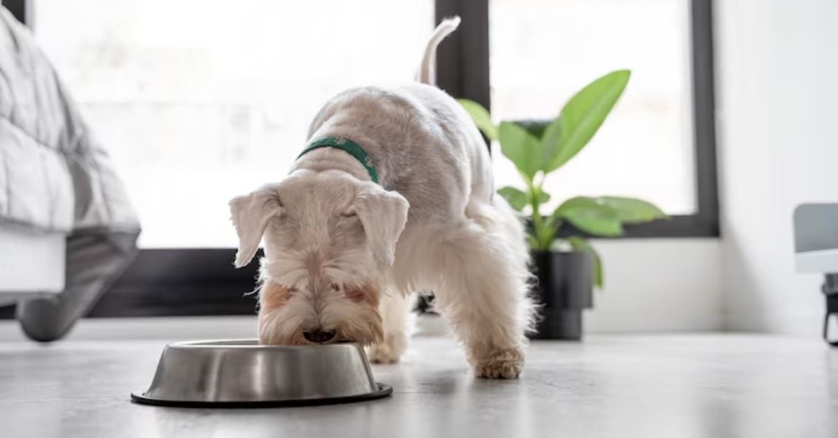 Dog eating from a bowl