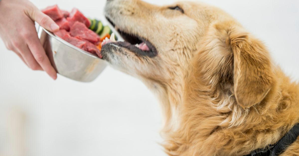 Dog given a bowl of meat and veg
