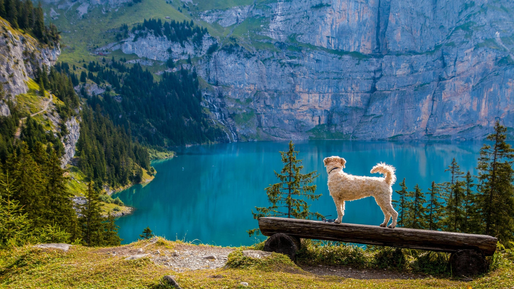 Dog on Lake Against Mountain