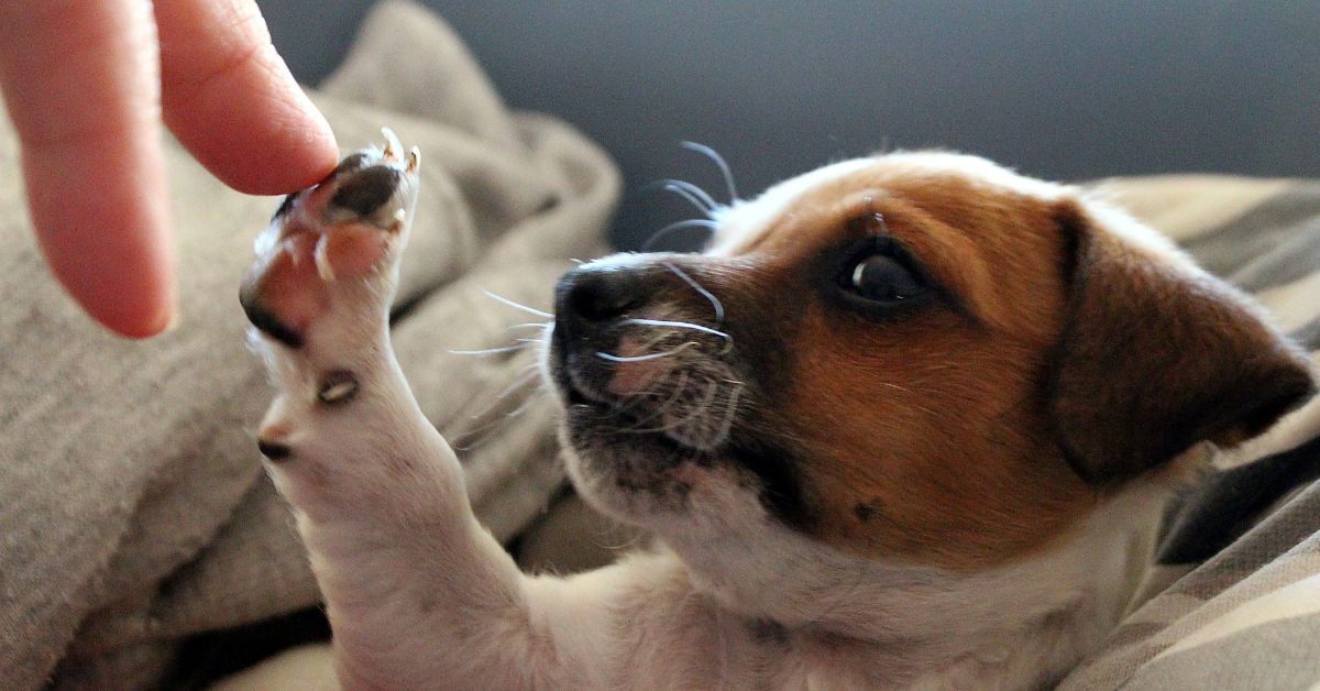 The Benefits Of Dog Supplements 2023 - Camelus