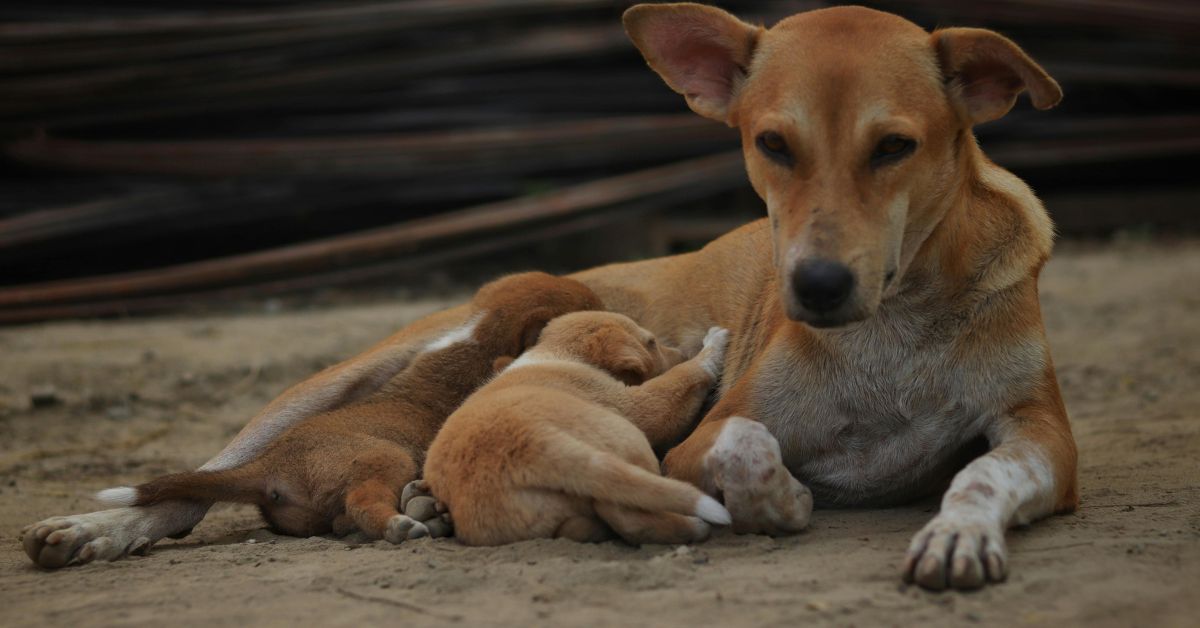 How Nutrition Influences Canine Fertility: Essential Supplements Explained - Camelus