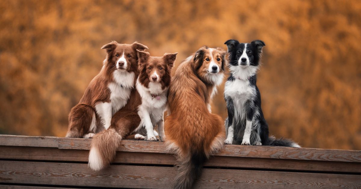 Dogs on wooden surface