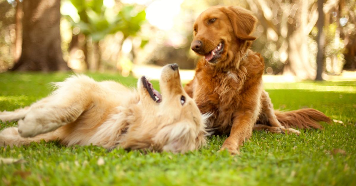 Dogs playing