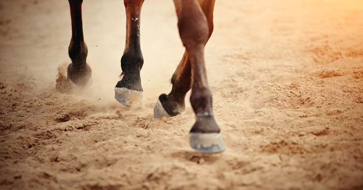 Dust under the horse's hooves.