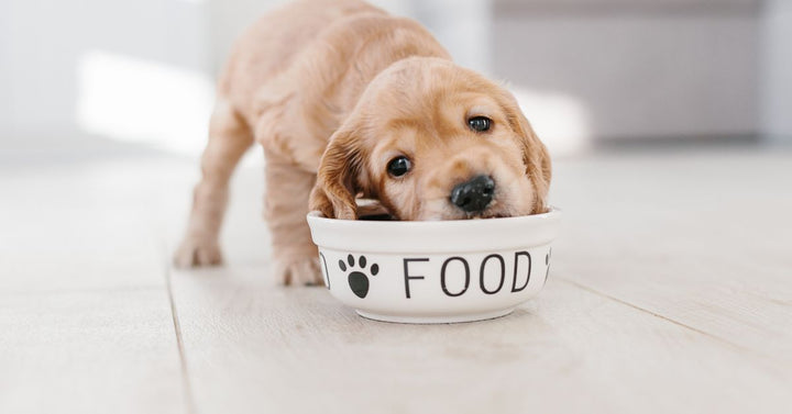 Is It Good To Give Your Dog Supplements?