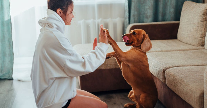 Female owner playing with dog at home⁠