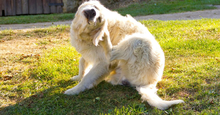 Golden retriever dog scratching⁠