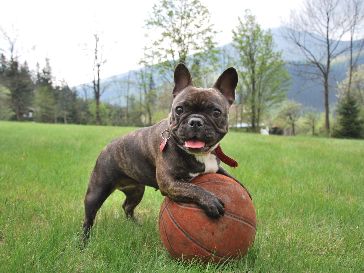 Healthy dog playing