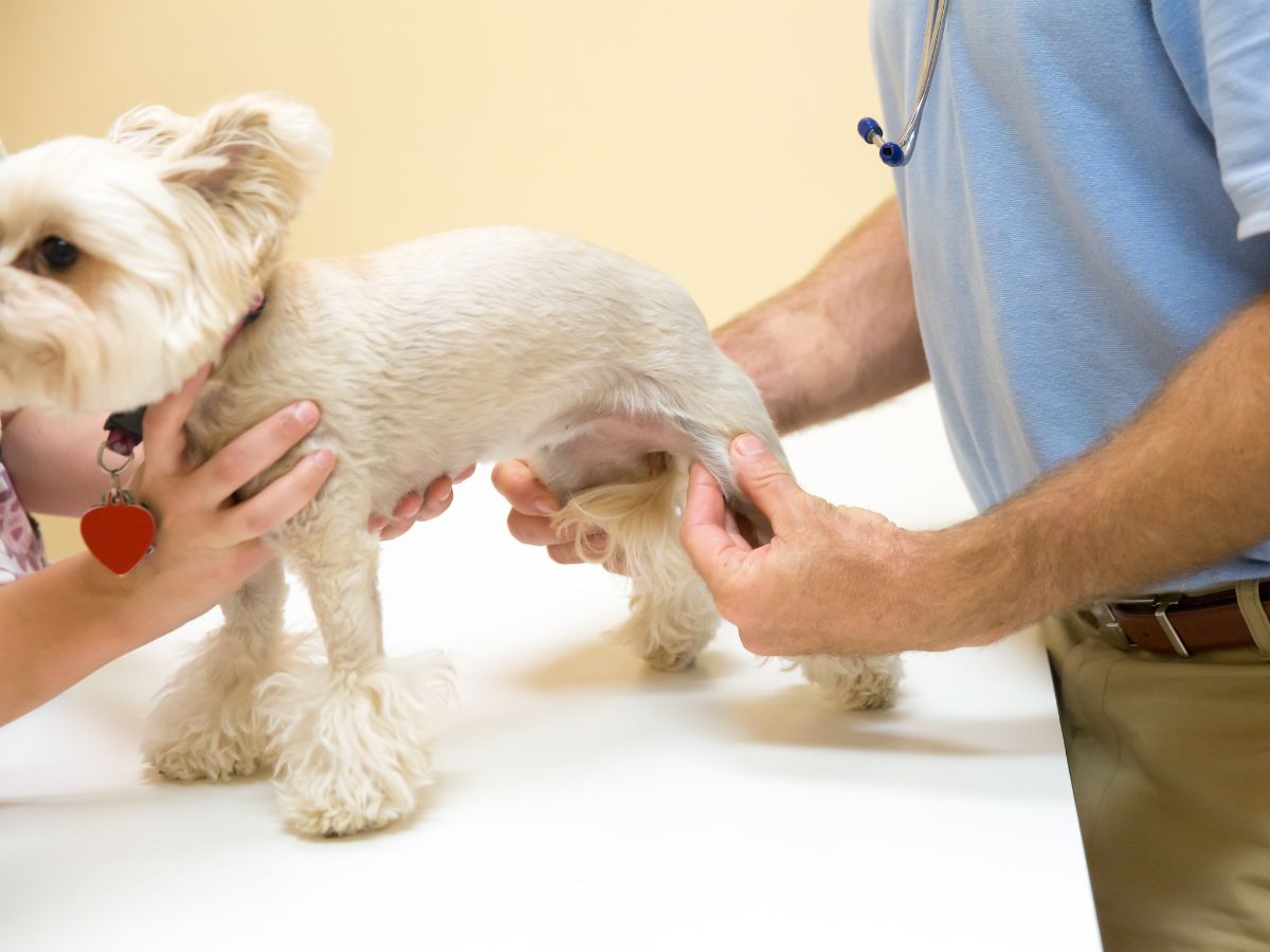 Natural Dog Supplements For Joint Pain: Alternatives To Prescription Medications - Camelus
