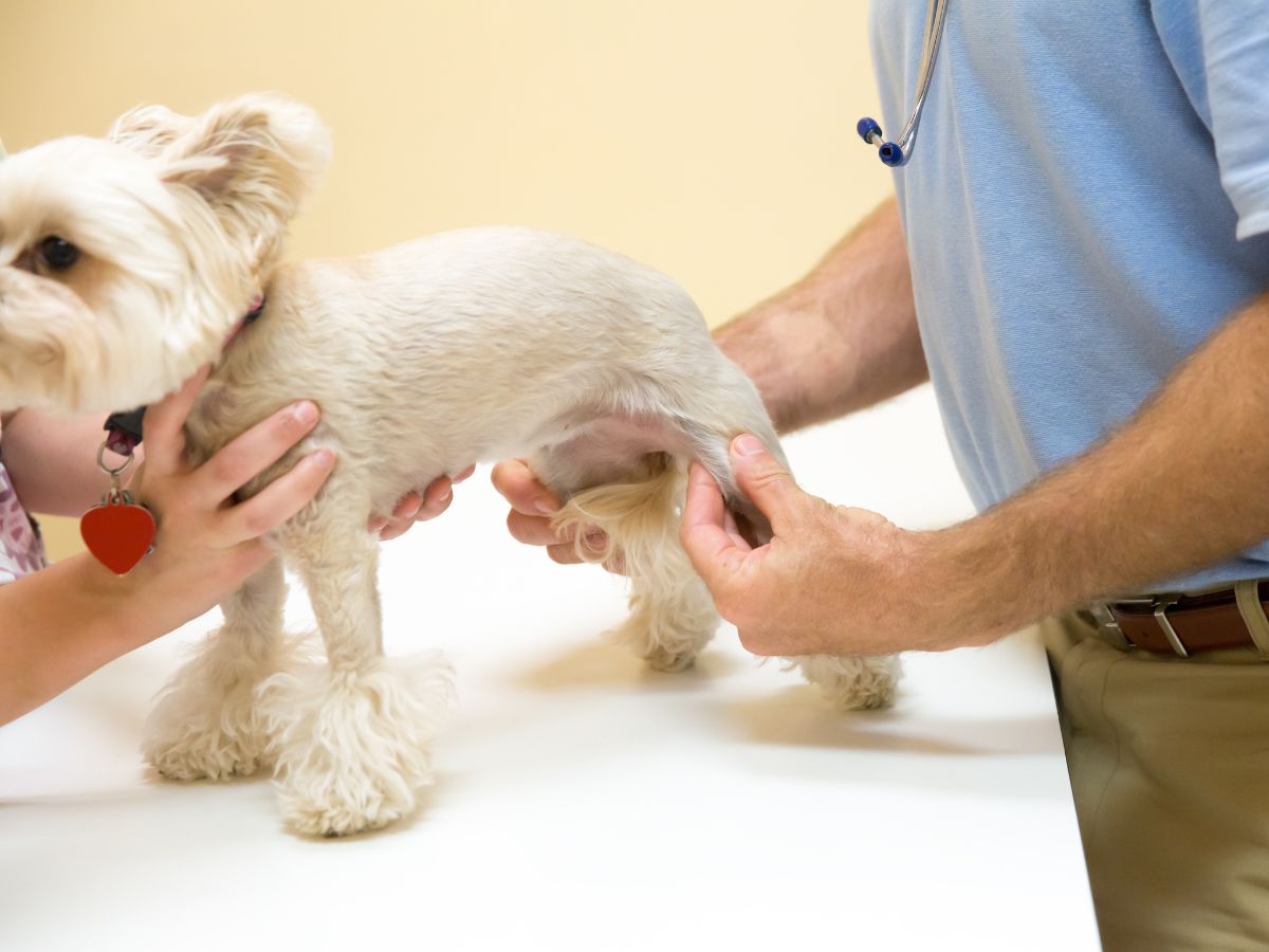 Dog getting joints checked