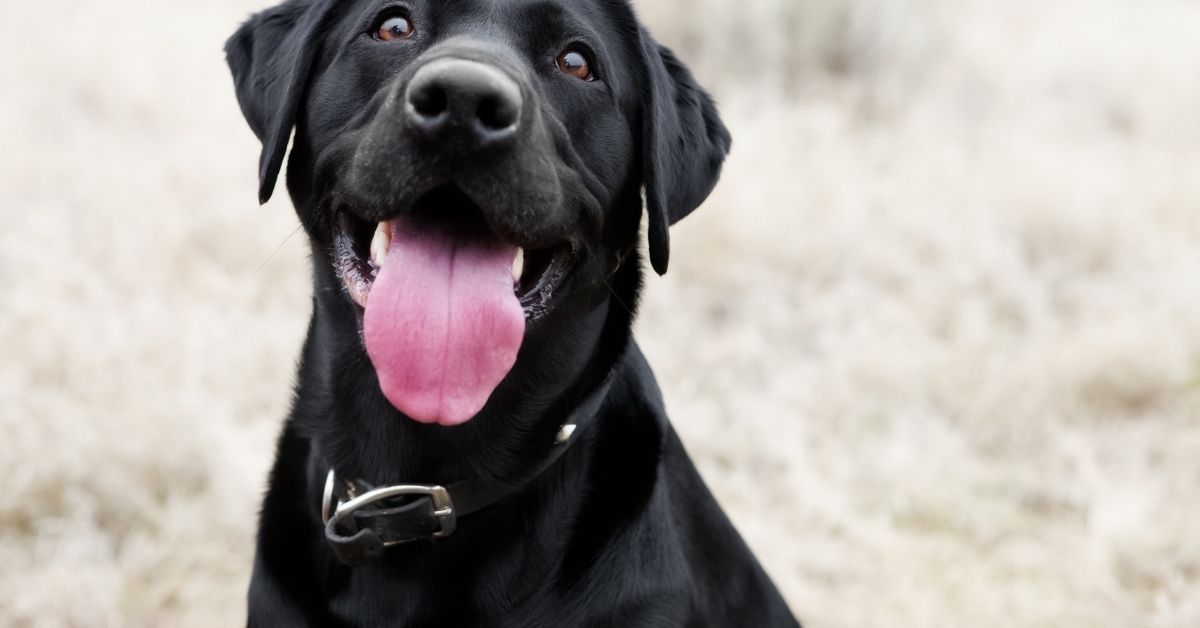 Top Supplements for Enhancing Dog Skin Health - Camelus