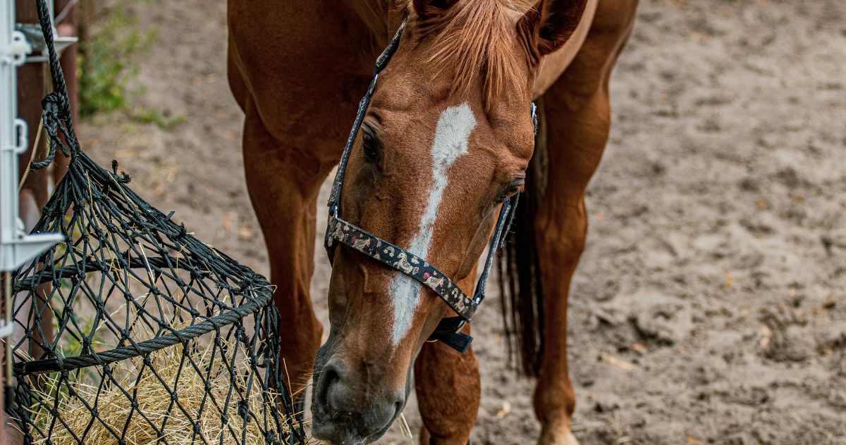Magnesium for Horses: Why It's Vital for Muscle and Nerve Function - Camelus