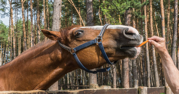 Horse eating carrot