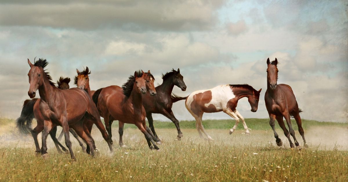 How to Choose the Right Horse Supplements - Camelus