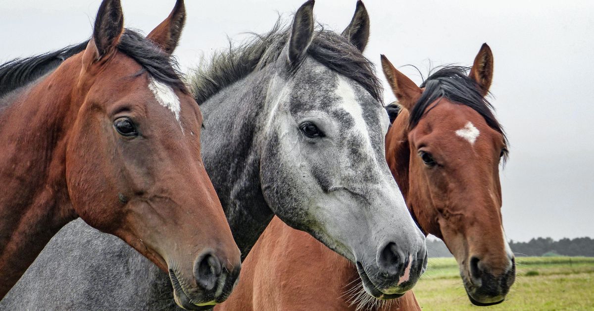 Horses in the Meadow