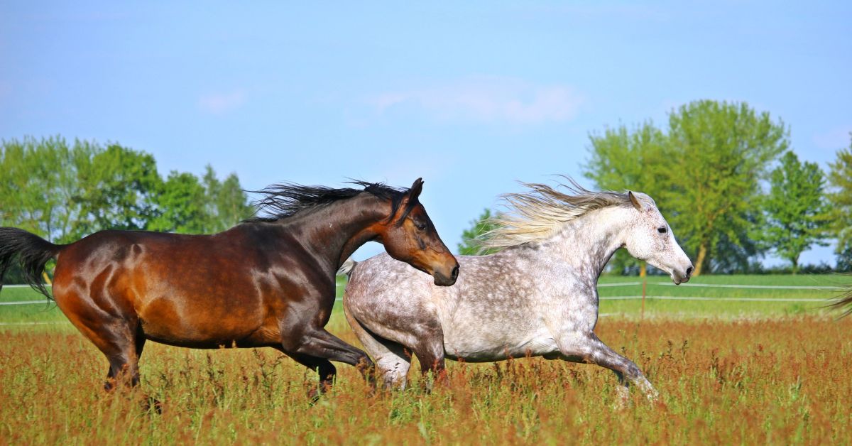 Horses running in nature