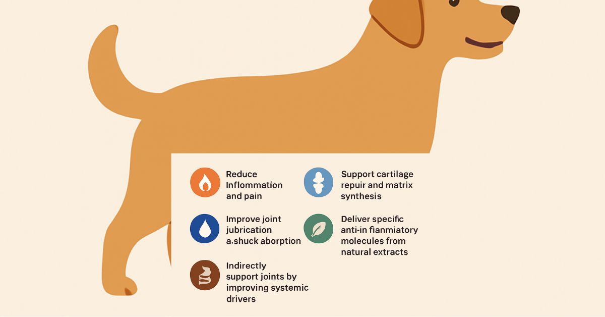 How do supplements work