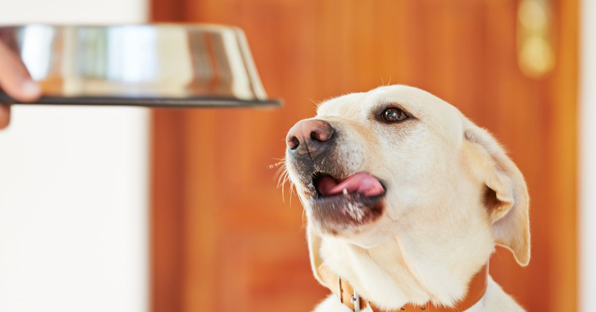 What Supplements Are Most Important For Dogs? - Camelus