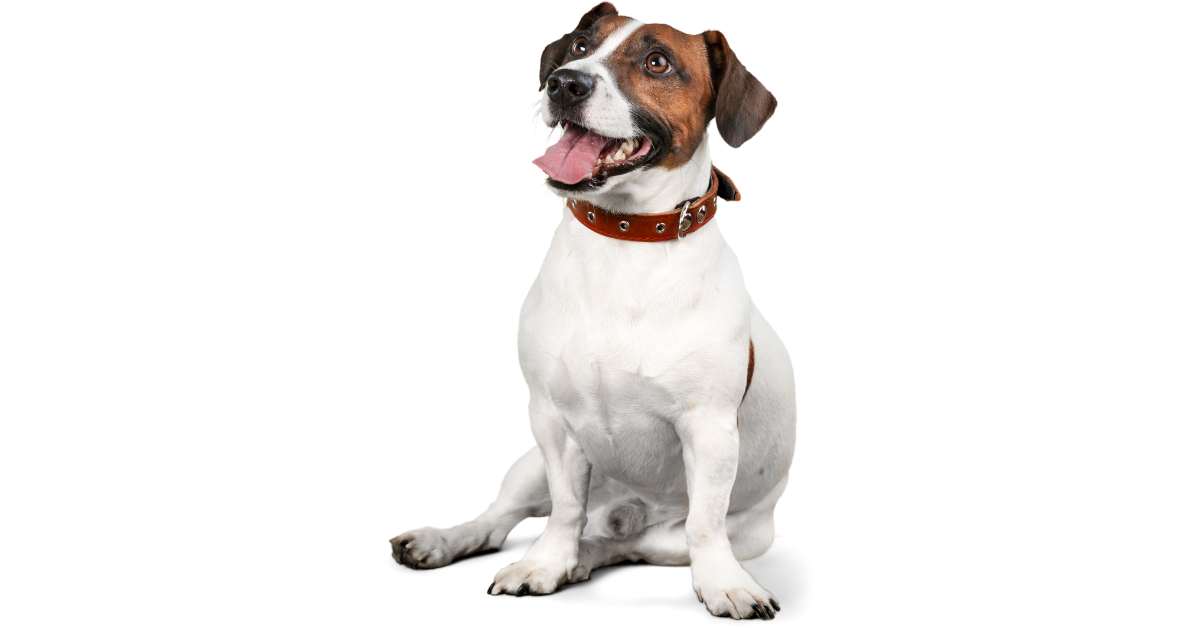 Jack Russell Terrier Sitting