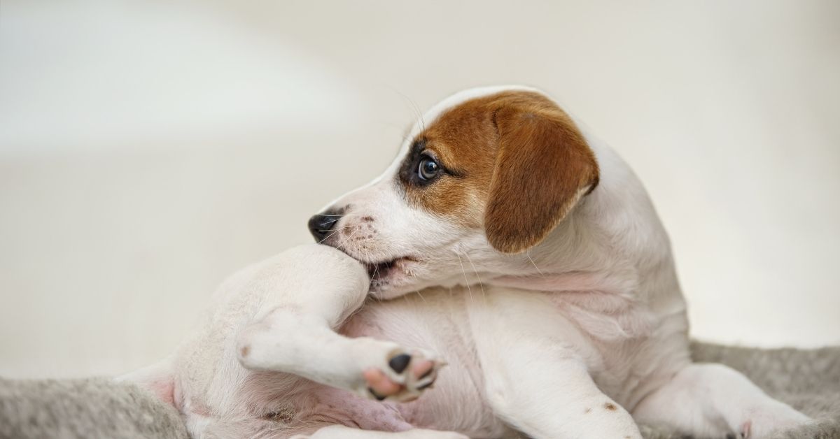 Jack russell with scratching