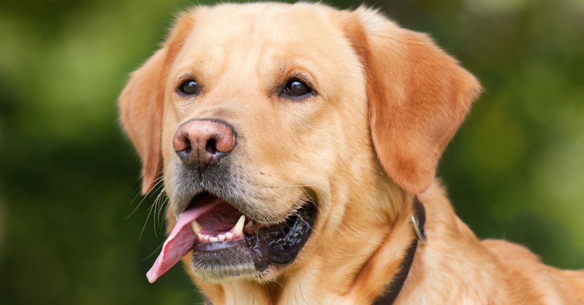 Labrador dog outdoors