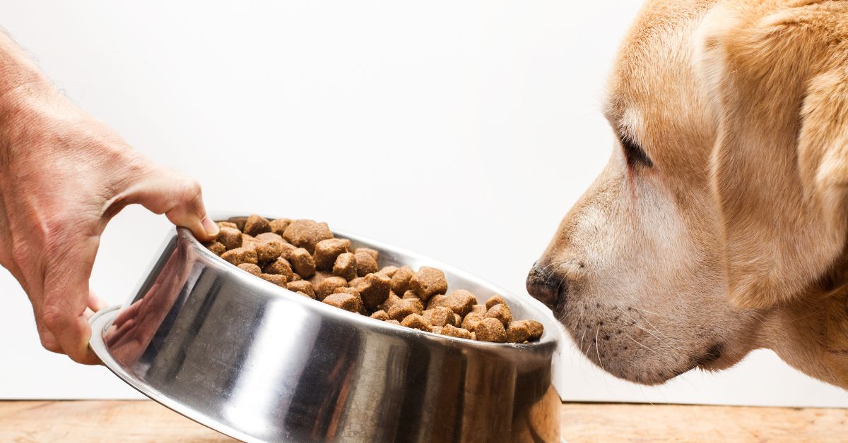 Labrador retriever dog eating