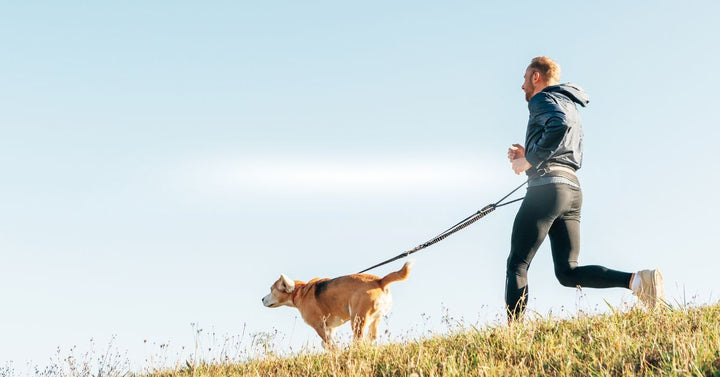 Man runs with his beagle dog