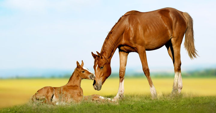 Mare and foal⁠