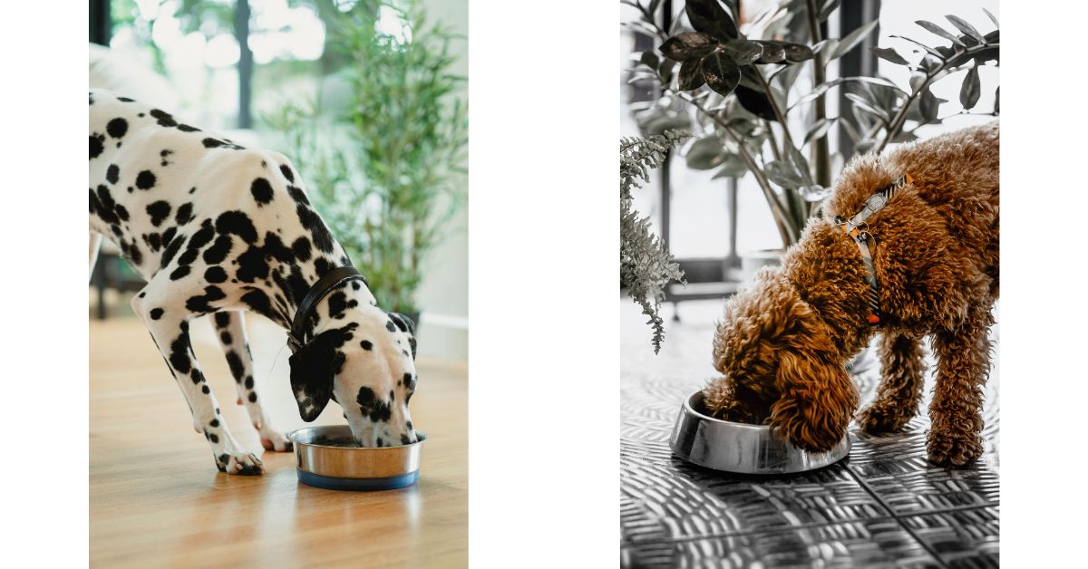 Pets eating